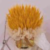 DD014-1.jpg Goldie DD014
